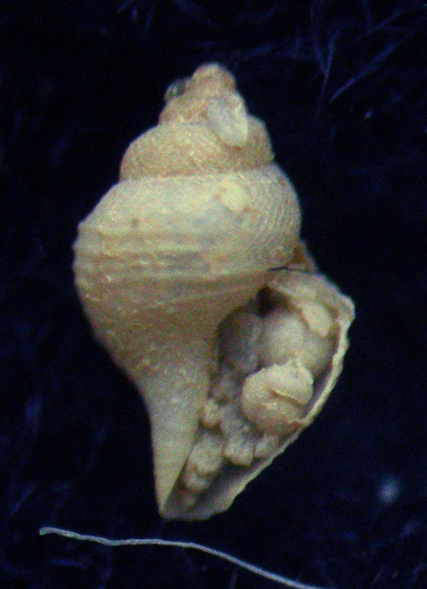 pleurotomella